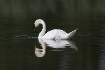 Naklejka premium mirrored mute swan (Cygnus olor)