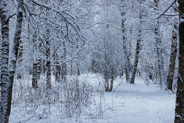 winter forest covered snow