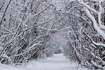 winter forest covered snow