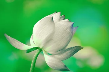 Photo sur Plexiglas fleur de lotus the blooming lotus flowers and its leaf backgrounds