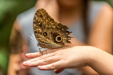 Giant Owl Butterfly