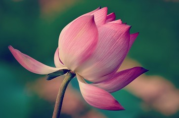 the blooming lotus flowers and its leaf backgrounds