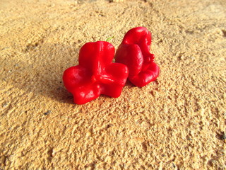Fototapeta premium Bishop's Crown Chili Pepper 1