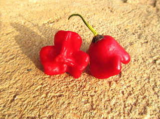 Fototapeta premium Bishop's Crown Chili Pepper 3