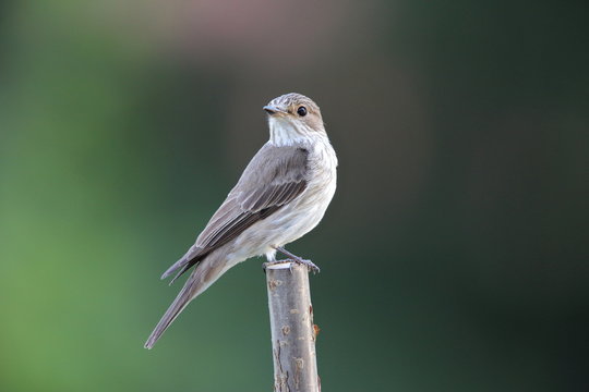 Grauschn&auml;pper