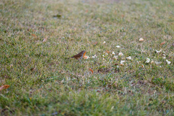 Uccellino in inverno