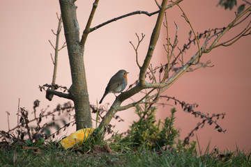 Uccellino in inverno