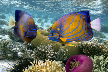 Obraz premium Underwater image of coral reef