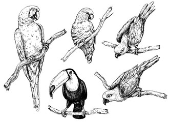 Parrots and Toucan Sketch - obrazy, fototapety, plakaty
