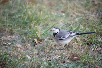Fototapeta premium Uccellino d'inverno