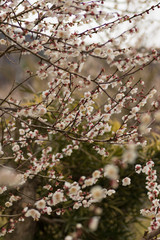 梅の花