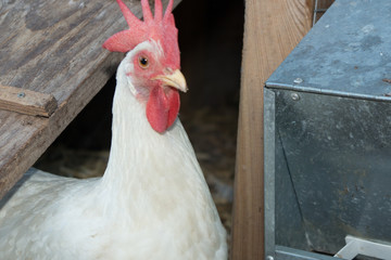 Portrait of a chicken in a henhouse at the bottom of the garden house