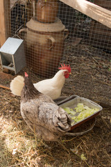 Chickens in a henhouse eating