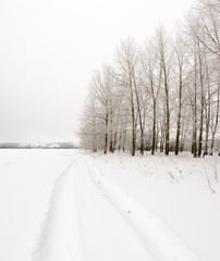 Automotive track off road in a snowy forest.