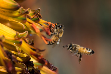 Honey bees extract nectar from Aloe Vera flowers as pollen stick to them