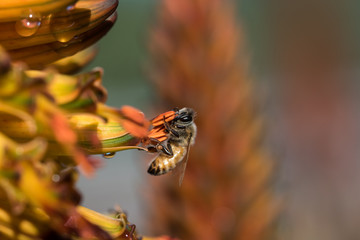 Honey bee extracts nectar from Aloe Vera flowers