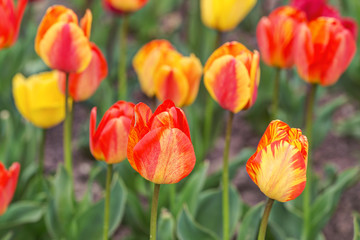 tulips in spring close up