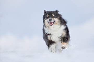 Australian Shepherd Hund hat Spaß im Schnee