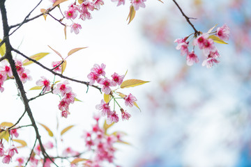 Wild Himalayan Cherry with blue sky and cloud background