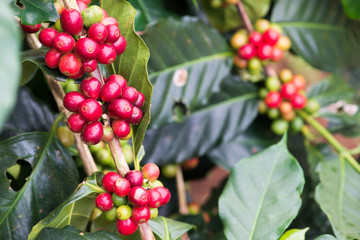 Closeup of coffee beans  fruit on tree in farm