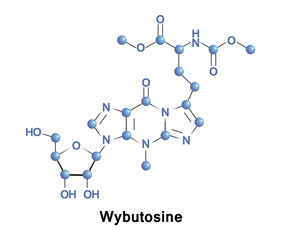 Wybutosine is a heavily modified nucleoside of phenylalanine transfer RNA that stabilizes interactions between the codons and anti-codons during protein synthesis.