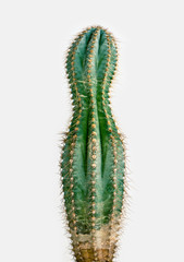 losing weight cactus