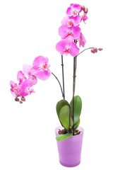 Pink purple orchid in pink pot on isolated white background.