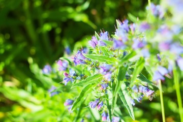 Close-up of purple forest flowers on colorful background.Bokeh b