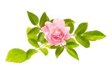 pink little Rose isolated white background. close up. .view from