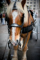 Obraz premium Horse With Buggy Carriage (San Antonio, Texas)