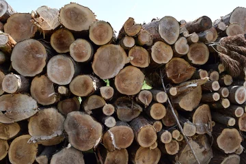 Möbelaufkleber 伐採直後に積まれた杉の丸太 © FRANK