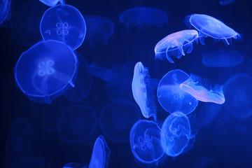 blue jellyfish on black background