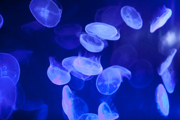 blue jellyfish on black background