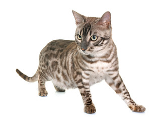 Obraz premium bengal cat in studio