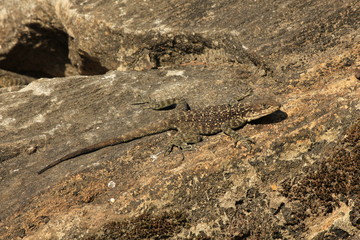 Lizard sunbathing on a rock