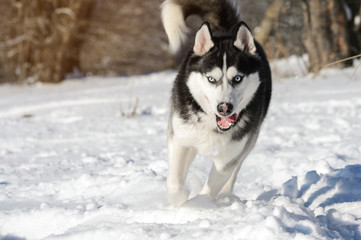 Male Husk outdoors in a snowy forest