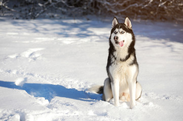 Male Husk outdoors in a snowy forest