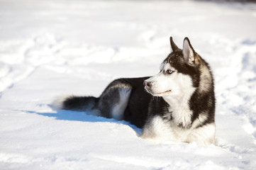 Male Husk outdoors in a snowy forest