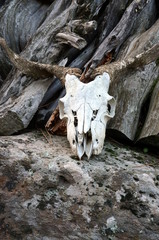 Skull of a goat on a Rock with wood in the background