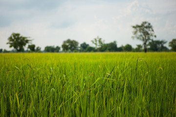 Obraz na płótnie Canvas Green rice field grass with blue sky