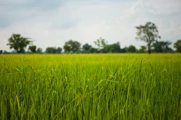 Crédence de cuisine en verre imprimé Herbe Green rice field grass with blue sky