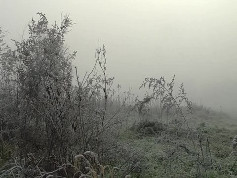 Panoramic view of a hoarfrost on bushes in the fog, with sun on the horizon.