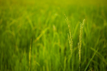 Close up Rice farm, Rice field, Rice paddy, rice pants, Rice paddy