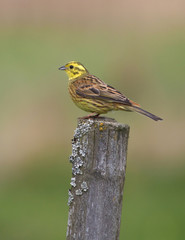 Yellowhammer (Emberiza citronella).