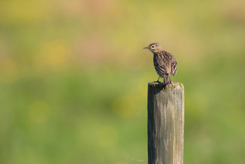 Eurasian skylark (Alauda arvensis).