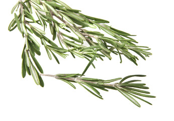 rosemary