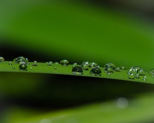 Plantleaf