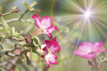 Multi colored flowers