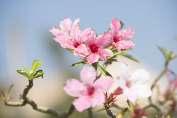 Obraz premium Multi colored flowers