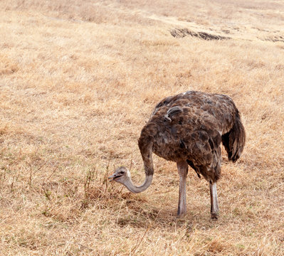 Ngorongoro Natural park in Tanzania, Africa
